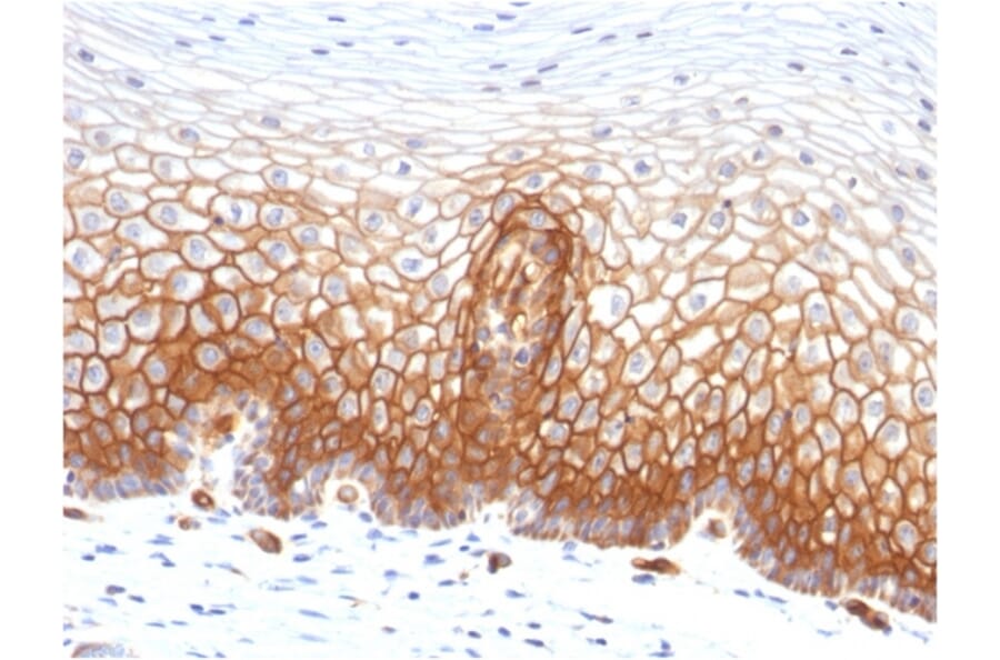Immunohistochemistry - Anti-Thrombomodulin Antibody [THBD/1591] - BSA and Azide free (A253304) - Antibodies.com