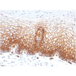 Immunohistochemistry - Anti-Thrombomodulin Antibody [THBD/1591] - BSA and Azide free (A253304) - Antibodies.com