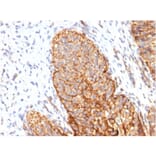 Immunohistochemistry - Anti-Thrombomodulin Antibody [THBD/1591] - BSA and Azide free (A253304) - Antibodies.com