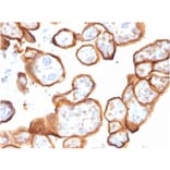 Immunohistochemistry - Anti-Thrombomodulin Antibody [THBD/1591] - BSA and Azide free (A253304) - Antibodies.com