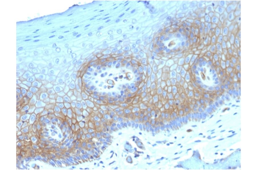Immunohistochemistry - Anti-Thrombomodulin Antibody [THBD/1782] - BSA and Azide free (A253305) - Antibodies.com