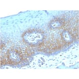 Immunohistochemistry - Anti-Thrombomodulin Antibody [THBD/1782] - BSA and Azide free (A253305) - Antibodies.com