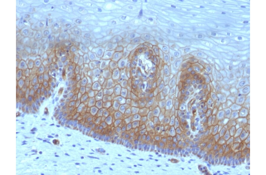 Immunohistochemistry - Anti-Thrombomodulin Antibody [rTHBD/1591] - BSA and Azide free (A253306) - Antibodies.com