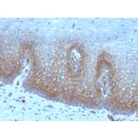 Immunohistochemistry - Anti-Thrombomodulin Antibody [rTHBD/1591] - BSA and Azide free (A253306) - Antibodies.com