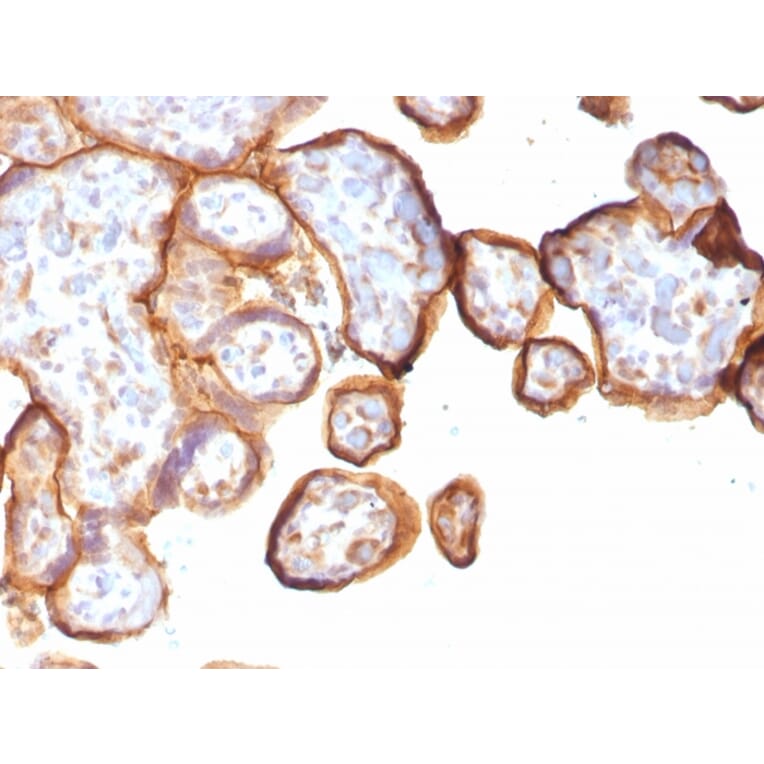 Immunohistochemistry - Anti-Thrombomodulin Antibody [rTHBD/1591] - BSA and Azide free (A253306) - Antibodies.com