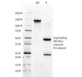 SDS-PAGE - Anti-CD90 Antibody [F15-42-1] - BSA and Azide free (A253306) - Antibodies.com