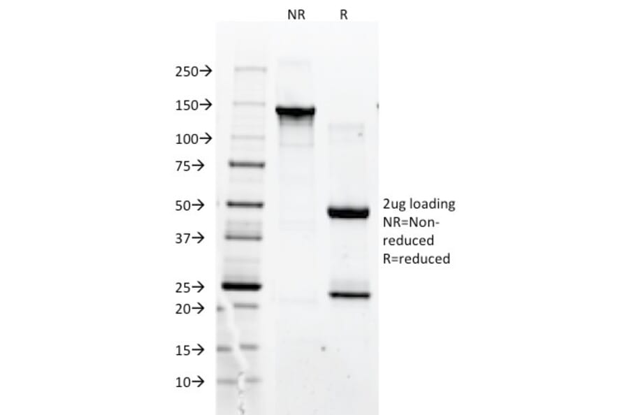 SDS-PAGE - Anti-CD90 Antibody [F15-42-1] - BSA and Azide free (A253306) - Antibodies.com