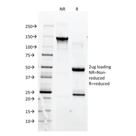 SDS-PAGE - Anti-CD90 Antibody [F15-42-1] - BSA and Azide free (A253306) - Antibodies.com