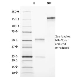 SDS-PAGE - Anti-CD90 Antibody [AF-9] - BSA and Azide free (A253307) - Antibodies.com