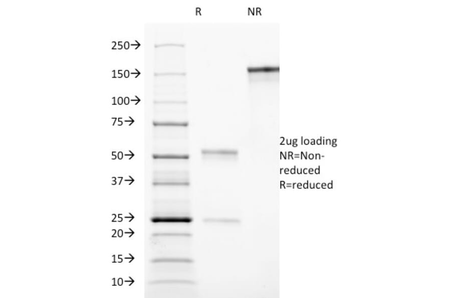 SDS-PAGE - Anti-CD90 Antibody [AF-9] - BSA and Azide free (A253307) - Antibodies.com