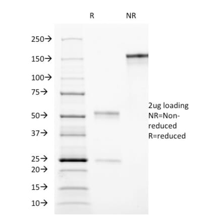 SDS-PAGE - Anti-CD90 Antibody [AF-9] - BSA and Azide free (A253307) - Antibodies.com