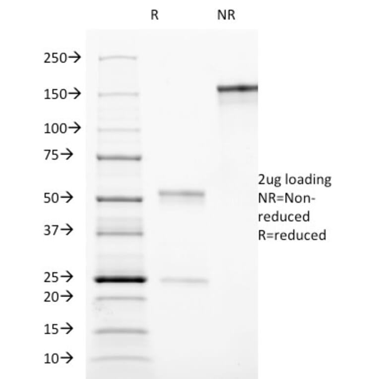 SDS-PAGE - Anti-CD90 Antibody [AF-9] - BSA and Azide free (A253307) - Antibodies.com