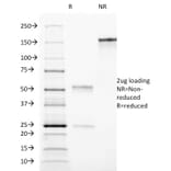 SDS-PAGE - Anti-CD90 Antibody [AF-9] - BSA and Azide free (A253307) - Antibodies.com
