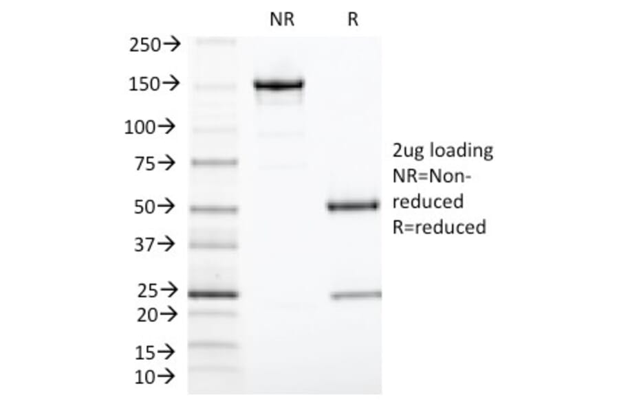 SDS-PAGE - Anti-TIA1 Antibody [TIA1/1313] - BSA and Azide free (A253309) - Antibodies.com