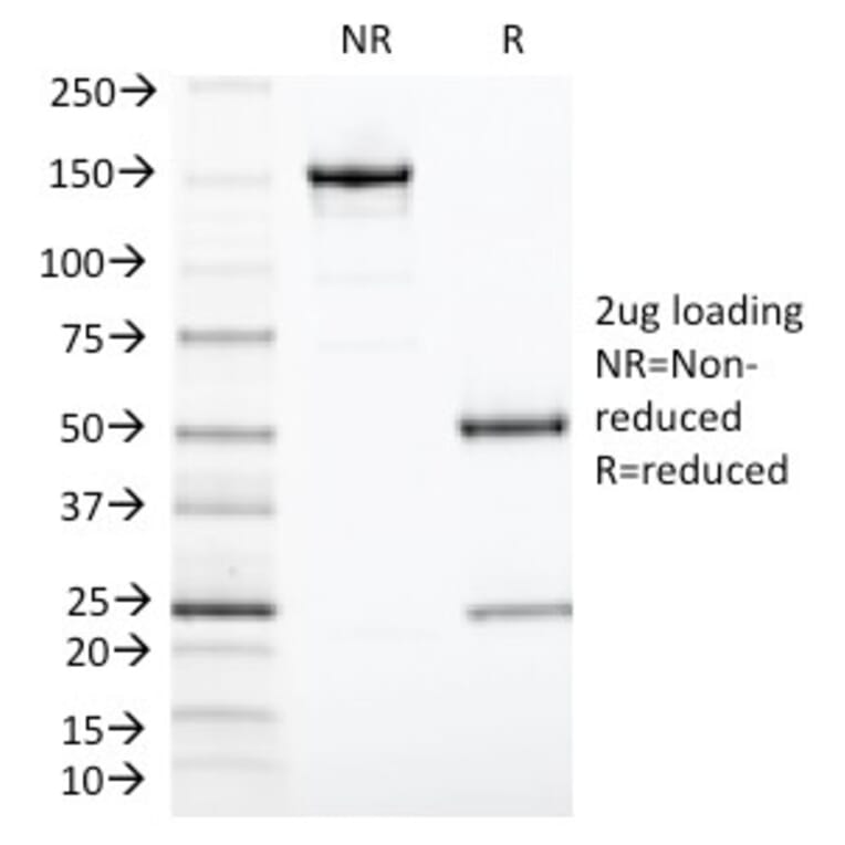 SDS-PAGE - Anti-TIA1 Antibody [TIA1/1313] - BSA and Azide free (A253309) - Antibodies.com