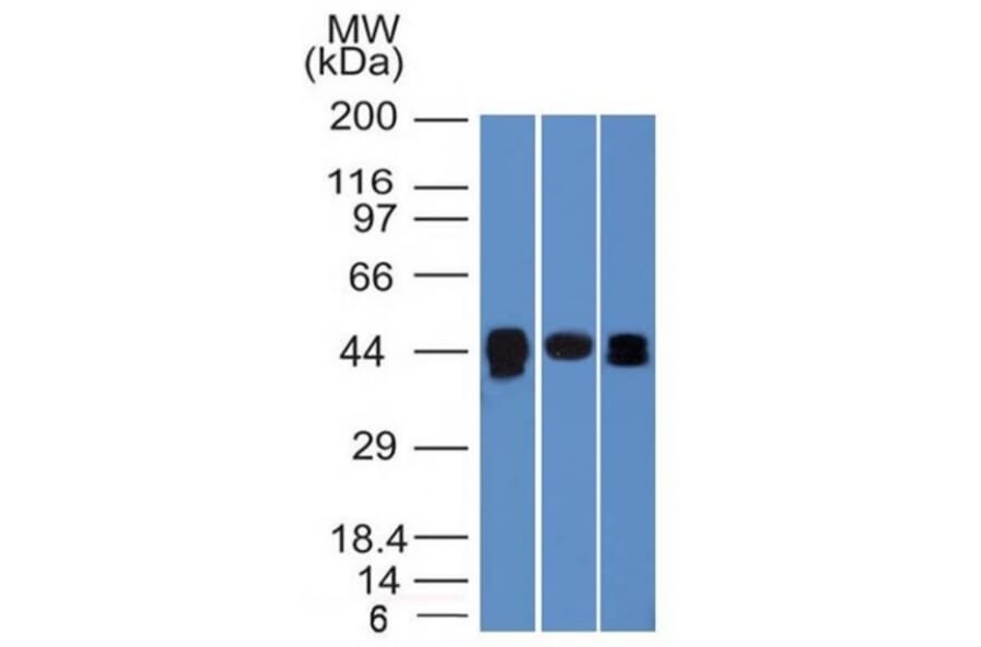 Western Blot - Anti-TIA1 Antibody [TIA1/1313] - BSA and Azide free (A253309) - Antibodies.com