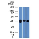Western Blot - Anti-TIA1 Antibody [TIA1/1313] - BSA and Azide free (A253309) - Antibodies.com