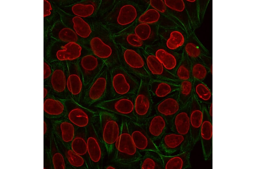 Immunofluorescence - Anti-TIA1 Antibody [TIA1/1313] - BSA and Azide free (A253308) - Antibodies.com