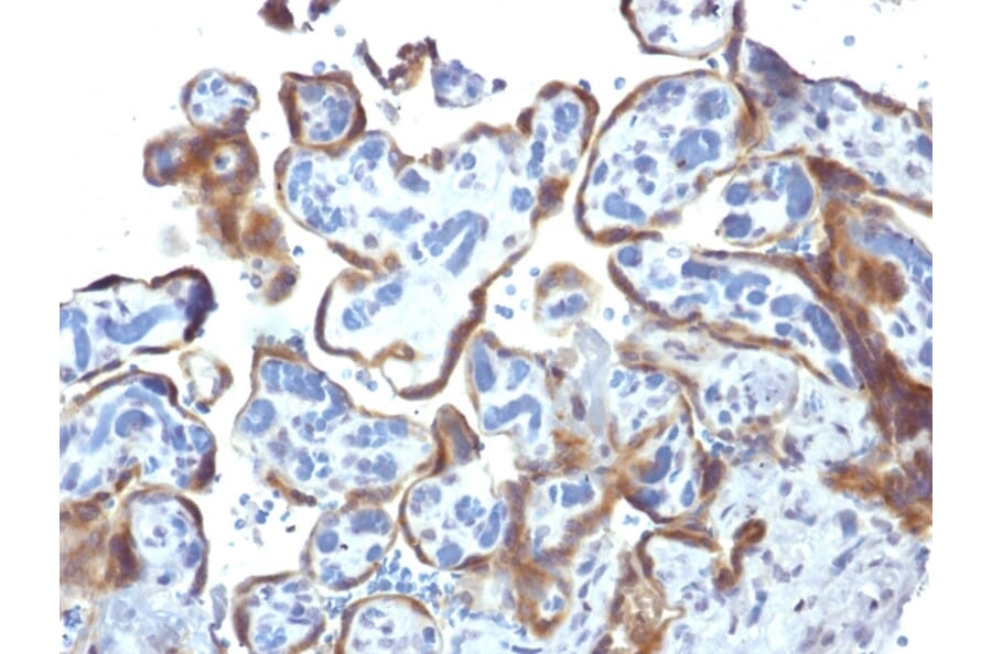 Immunohistochemistry - Anti-TIMP2 Antibody [3A4] - BSA and Azide free (A253312) - Antibodies.com