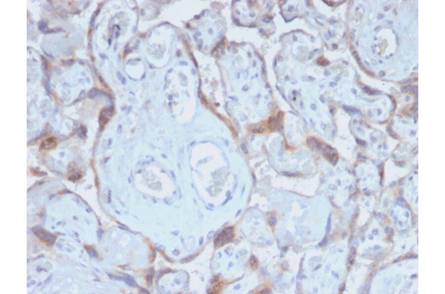 Immunohistochemistry - Anti-TIMP2 Antibody [TIMP2/2488R] - BSA and Azide free (A253316) - Antibodies.com