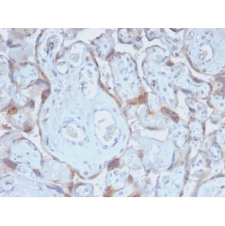 Immunohistochemistry - Anti-TIMP2 Antibody [TIMP2/2488R] - BSA and Azide free (A253316) - Antibodies.com