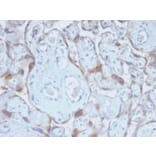 Immunohistochemistry - Anti-TIMP2 Antibody [TIMP2/2488R] - BSA and Azide free (A253316) - Antibodies.com