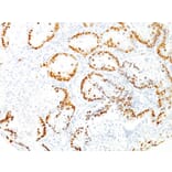 Immunohistochemistry - Anti-TTF1 Antibody [8G7G3/1] - BSA and Azide free (A253318) - Antibodies.com