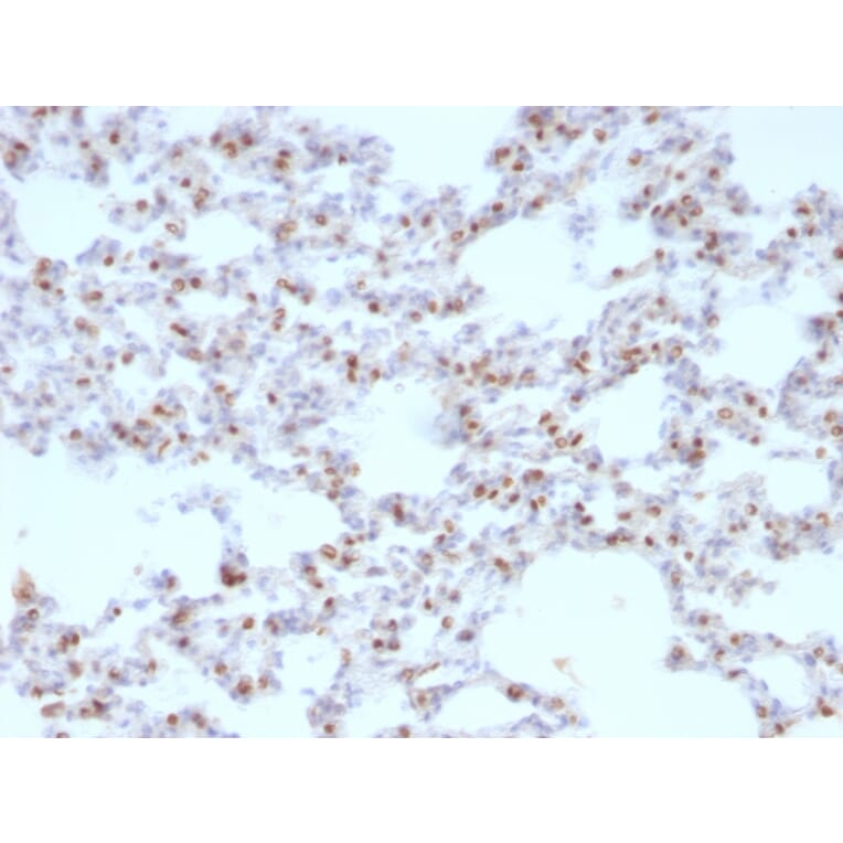 Immunohistochemistry - Anti-TTF1 Antibody [NX2.1/690] - BSA and Azide free (A253321) - Antibodies.com