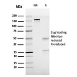 SDS-PAGE - Anti-TTF1 Antibody [rNX2.1/690] - BSA and Azide free (A253323) - Antibodies.com