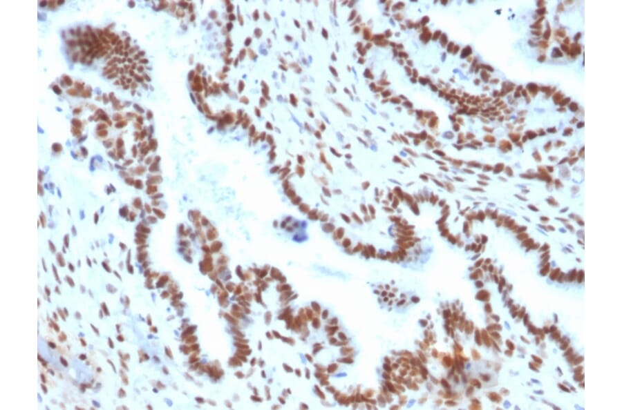 Immunohistochemistry - Anti-TLE1 Antibody [TLE1/2051] - BSA and Azide free (A253325) - Antibodies.com