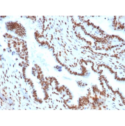 Immunohistochemistry - Anti-TLE1 Antibody [TLE1/2051] - BSA and Azide free (A253325) - Antibodies.com