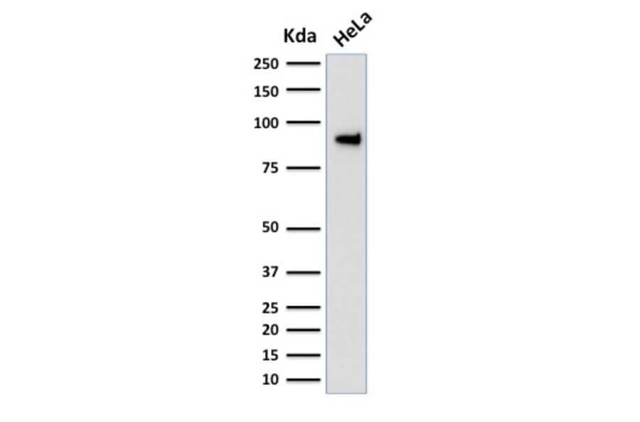 Western Blot - Anti-TLE1 Antibody [TLE1/2051] - BSA and Azide free (A253325) - Antibodies.com