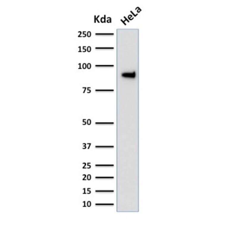Western Blot - Anti-TLE1 Antibody [TLE1/2051] - BSA and Azide free (A253325) - Antibodies.com