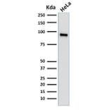 Western Blot - Anti-TLE1 Antibody [TLE1/2062] - BSA and Azide free (A253326) - Antibodies.com