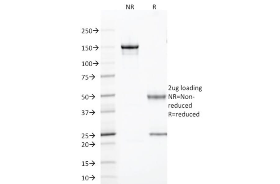 SDS-PAGE - Anti-TLE1 Antibody [TLE1/2085] - BSA and Azide free (A253327) - Antibodies.com
