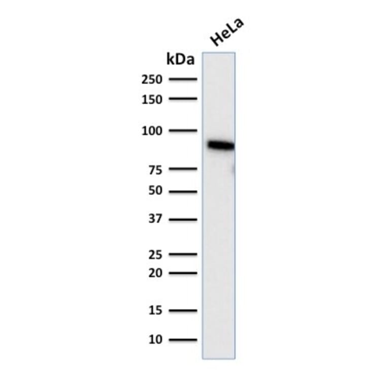 Western Blot - Anti-TLE1 Antibody [TLE1/2085] - BSA and Azide free (A253327) - Antibodies.com