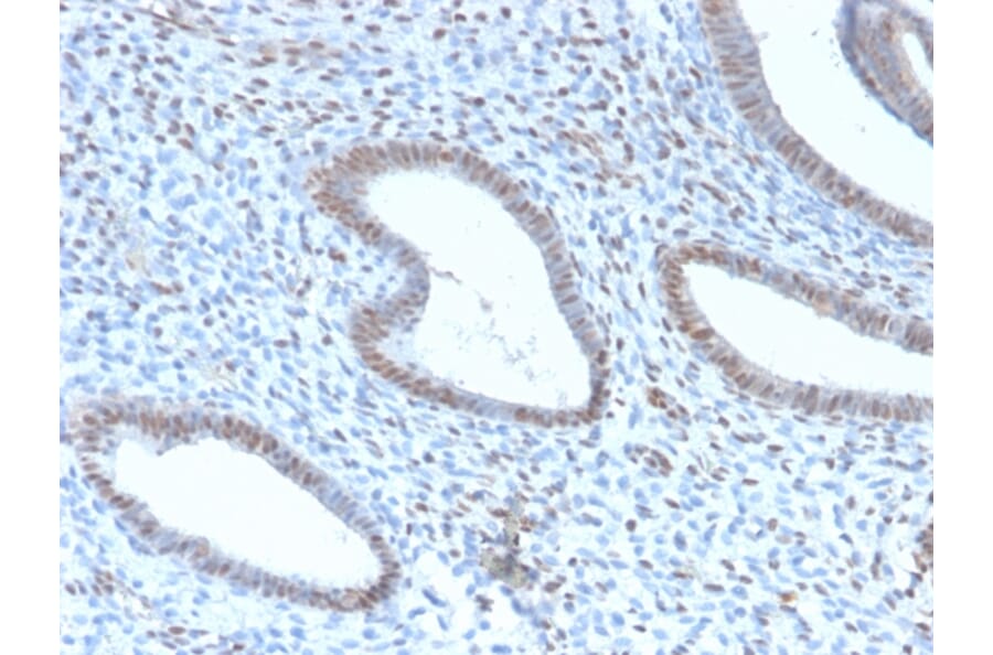 Immunohistochemistry - Anti-TLE1 Antibody [TLE1/2946R] - BSA and Azide free (A253327) - Antibodies.com