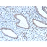 Immunohistochemistry - Anti-TLE1 Antibody [TLE1/2946R] - BSA and Azide free (A253327) - Antibodies.com