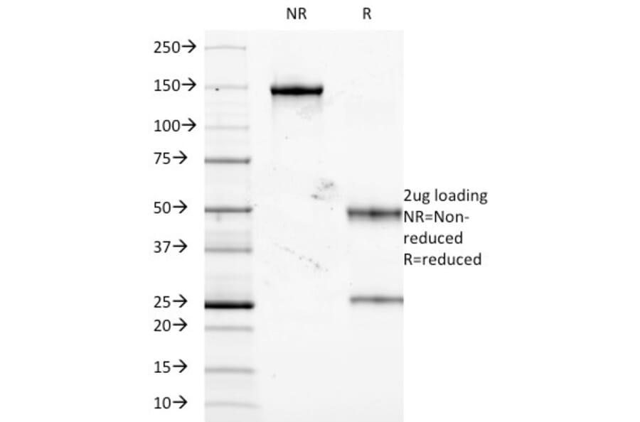 SDS-PAGE - Anti-TNF alpha Antibody [J2D10] - BSA and Azide free (A253333) - Antibodies.com