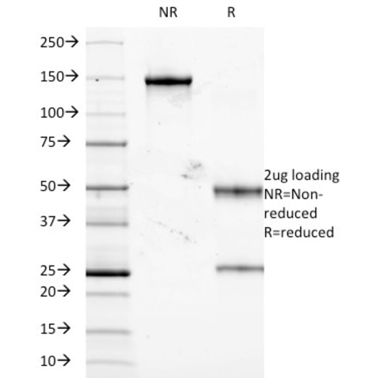 SDS-PAGE - Anti-TNF alpha Antibody [J2D10] - BSA and Azide free (A253333) - Antibodies.com