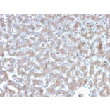 Immunohistochemistry - Anti-TNFAIP3 Antibody [TNFAIP3/2813] - BSA and Azide free (A253338) - Antibodies.com
