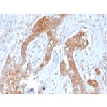 Immunohistochemistry - Anti-TNFAIP3 Antibody [TNFAIP3/2813] - BSA and Azide free (A253337) - Antibodies.com