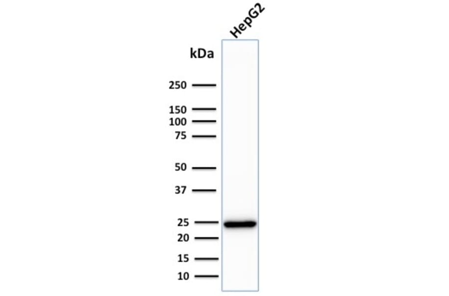 Western Blot - Anti-C1QA Antibody [C1QA/2783] - BSA and Azide free (A253339) - Antibodies.com