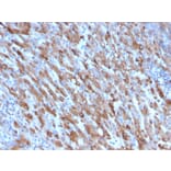 Immunohistochemistry - Anti-C1QA Antibody [C1QA/2954] - BSA and Azide free (A253342) - Antibodies.com