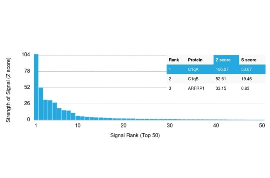 Protein Array - Anti-C1QA Antibody [C1QA/2954] - BSA and Azide free (A253341) - Antibodies.com