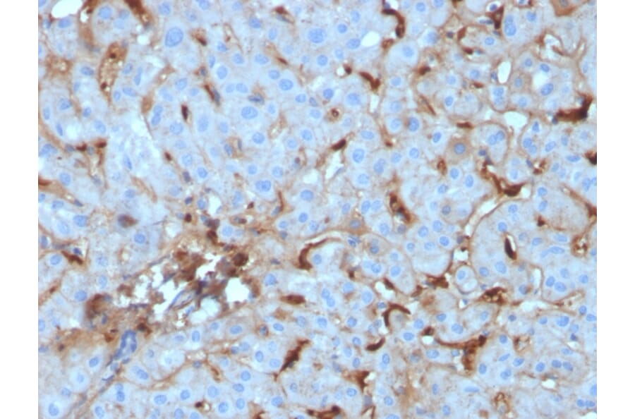 Immunohistochemistry - Anti-C1QA Antibody [C1QA/2955] - BSA and Azide free (A253343) - Antibodies.com