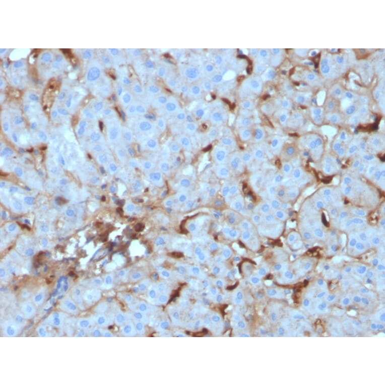 Immunohistochemistry - Anti-C1QA Antibody [C1QA/2955] - BSA and Azide free (A253343) - Antibodies.com
