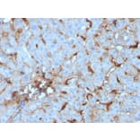 Immunohistochemistry - Anti-C1QA Antibody [C1QA/2955] - BSA and Azide free (A253343) - Antibodies.com