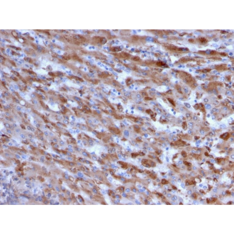 Immunohistochemistry - Anti-C1QA Antibody [C1QA/2955] - BSA and Azide free (A253343) - Antibodies.com