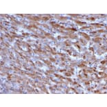 Immunohistochemistry - Anti-C1QA Antibody [C1QA/2955] - BSA and Azide free (A253343) - Antibodies.com